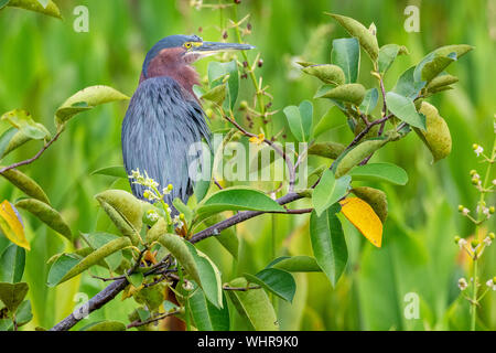 Green Heron stehend auf einem Busch warten auf der Jagd Stockfoto