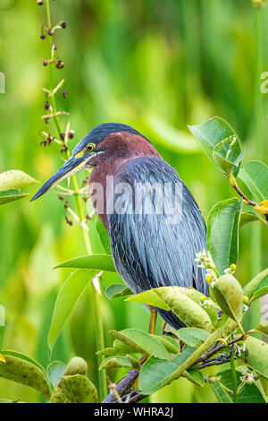 Green Heron stehend auf einem Busch warten auf der Jagd Stockfoto
