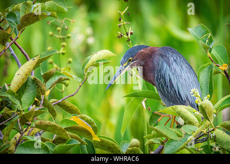 Green Heron stehend auf einem Busch warten auf der Jagd Stockfoto