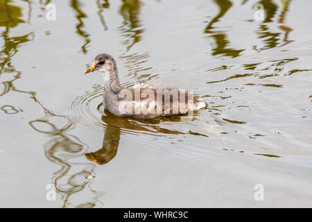 Junge Common Gallinule Nahrungssuche Stockfoto