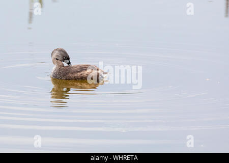 Pied-billed Grebe herum schwimmen bei Green Cay Wtlands Stockfoto