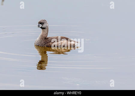 Pied-billed Grebe herum schwimmen bei Green Cay Wtlands Stockfoto