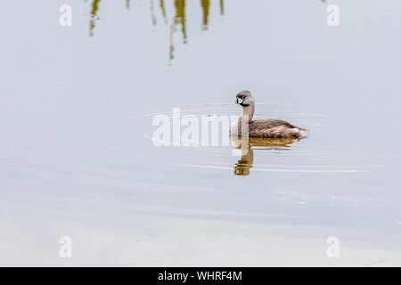 Pied-billed Grebe herum schwimmen bei Green Cay Wtlands Stockfoto