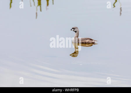 Pied-billed Grebe herum schwimmen bei Green Cay Wtlands Stockfoto