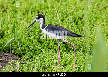 Black-necked Stelze nach Essen suchen Stockfoto