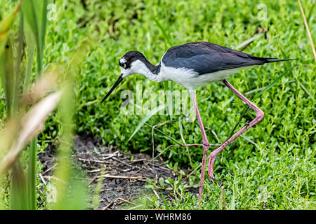 Black-necked Stelze nach Essen suchen Stockfoto