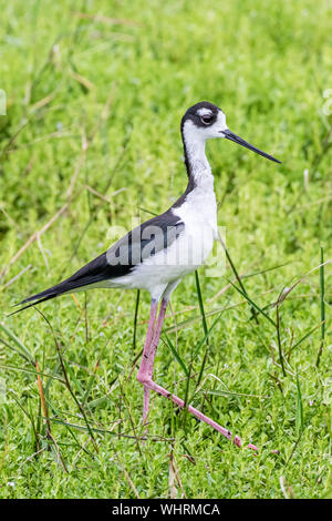 Black-necked Stelze nach Essen suchen Stockfoto