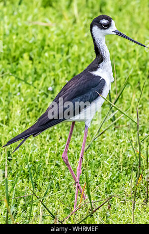 Black-necked Stelze nach Essen suchen Stockfoto