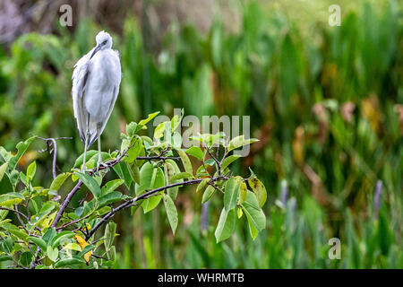 Kinder Little Blue heron Stockfoto