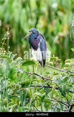 Dreifarbige Heron Sunbading in Green Cay Feuchtgebiete Stockfoto