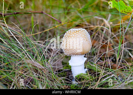 Pilz ein Fly-agaric wächst in den Wald Stockfoto