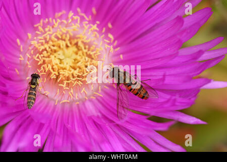 Hover Wespen und Schwebfliegen Episyrphus balteatus auf der rechten Seite und syrphus ribesii auf der linken Seite an ein hottentotte Bild nicht acinaciformis carpobrotus edulis Stockfoto
