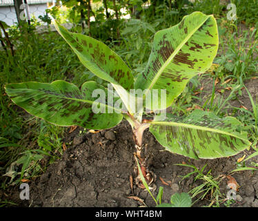Junge Bananenstaude mit wunderschönen Blätter. Musa acuminata var. Zebrina. Stockfoto