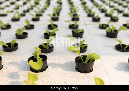 Hydroponics Farm, junger Kopfsalat mit organischen hydroponic Gemüsegarten mit Gewächshaus. Stockfoto