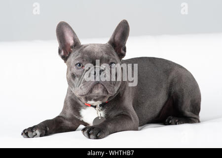 Französische Bulldogge Farbe grau Portrait im Studio auf weißem Hintergrund Lügen und Kamera Stockfoto