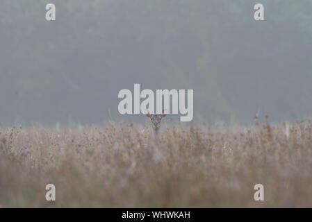 Rehe peering über hohen Gras im Nebel, augenhöhe Bild. Stockfoto