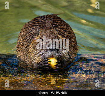 Nutrias, Nutria Myocastor, auch als Fluss Ratte oder nutria genannt, ist eine große, Pflanzenfresser, semiaquatic Nagetier und nur Mitglied der Familie Myocastoridae. Stockfoto