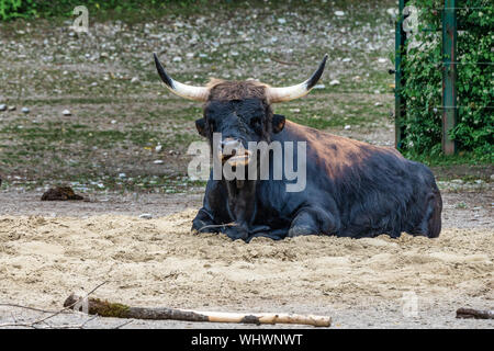 Heckrinder, Bos primigenius Taurus, behauptete die ausgestorbenen Auerochsen zu ähneln. Stockfoto