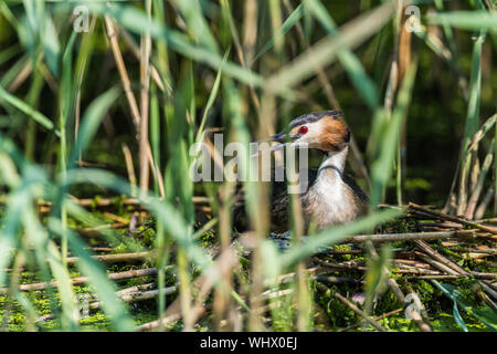 Haubentaucher, Sommer Gefieder, auf Nest im Schilf versteckt. Stockfoto