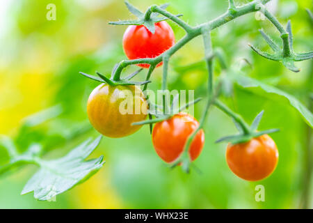 Frische reife rote und die noch nicht reife Tomaten hängen an den Weinstock und eine Tomatenpflanze im Garten Stockfoto