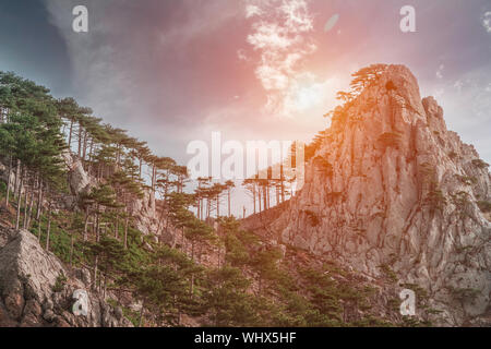 Nadelwald an den Hängen der Berge Stockfoto