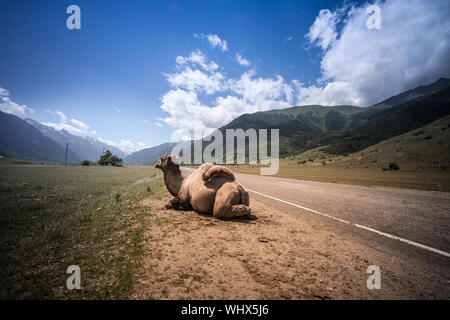 Flauschige Kamel vor dem Hintergrund des kaukasischen Hochgebirge. Russland, Karachaevo-Cherkessia, Dombai Stockfoto