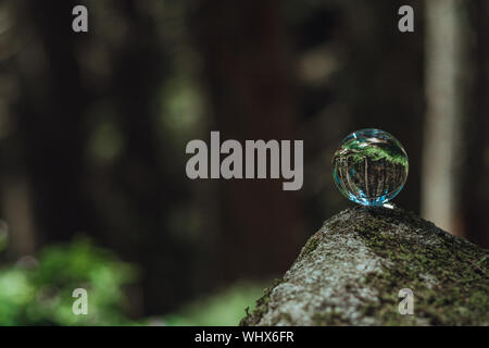 Das Konzept der Natur, grünen Wald. Crystal Ball auf einem hölzernen Stumpf mit Blättern. Glas Kugel auf einem hölzernen Stumpf bedeckt mit Moos. Stockfoto