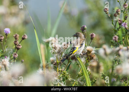 Juvenile Goldfinch Fütterung auf Thistle Samen Stockfoto