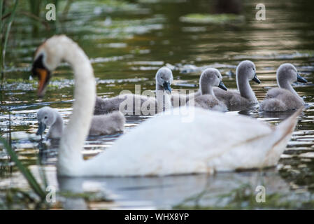 Mute swan und Cygnets auf dem Fluss Frome Dorset Stockfoto