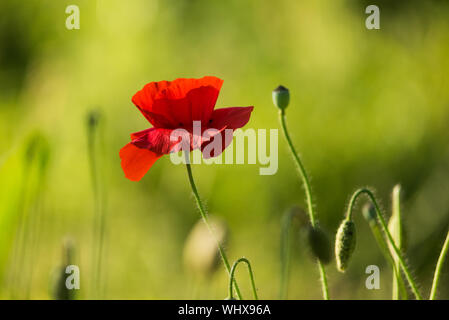 Red popy in weichen Sonnenlicht mit verschwommen grünen Hintergrund. Stockfoto
