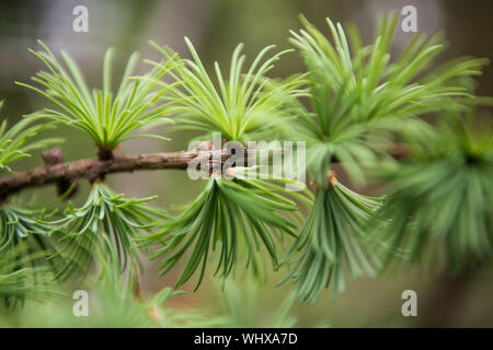 Neue pine schießt, Nahaufnahme, geringe Tiefenschärfe. Stockfoto