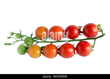 Niederlassung von Cherry Tomaten mit Reif, Unreife und grüne Früchte, auf weissem, Ansicht von oben isoliert Stockfoto