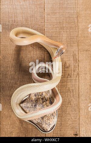 Vertikale Nahaufnahme eines Orthriophis Taeniurus, auch bekannt als Eine schöne Rattenschlange Stockfoto