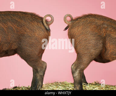 Seitliche Sicht auf der Rückseite der zwei Schweine gegen rosa Hintergrund Stockfoto