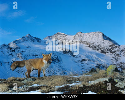 Red Fox in den Bergen Stockfoto