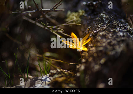 Schönen wilden Primeln im Wald. Frühling Stockfoto