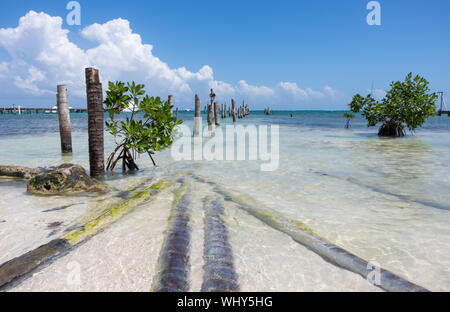 Karibische Küste von Caye Caulker Insel mit verlassenen alten Pier, Pelikane und kleine Mangroven. Belize, Mittelamerika. Stockfoto