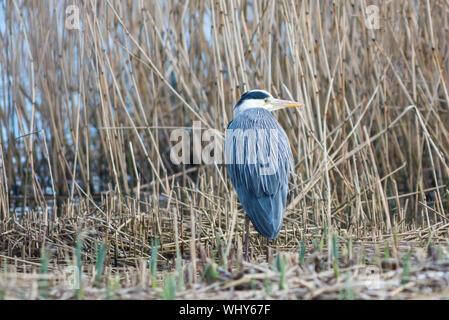 Graureiher in Schilf Bett, Gefieder detail. Stockfoto