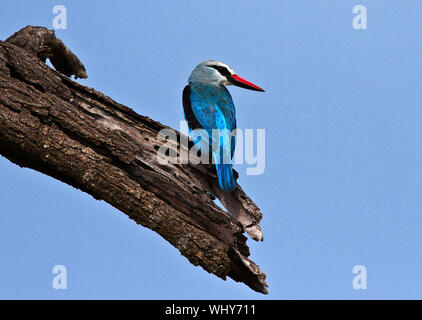 Die markante explosive Aufruf der Woodland Kingfisher läutet in der Regel die Ankunft der Regen als Dieses farbenfrohe Mitglied der Eisvogel Familie Stockfoto