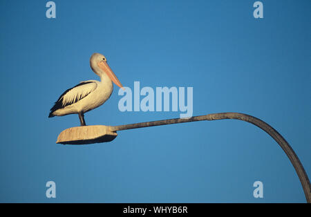 Australische Pelican thront am Laternenpfahl Stockfoto