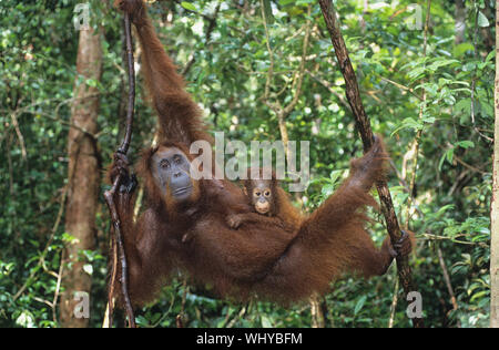 Junger Orang-Utan umarmen Mutter im Baum Stockfoto