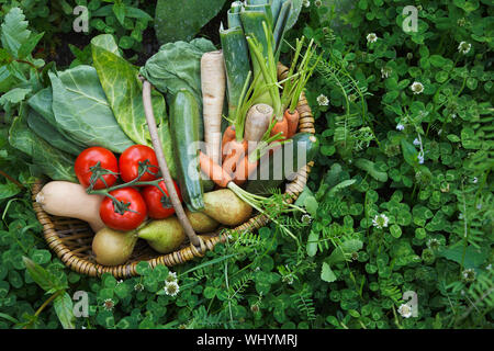 Closeup erhöhten Blick auf frisches Gemüse im Korb umgeben von Clover Stockfoto