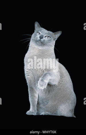 Blue Burmese Cat die Pfote auf schwarzem Hintergrund Stockfoto