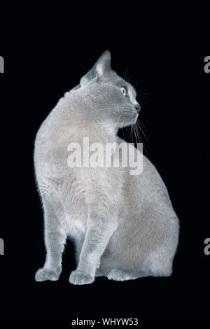 Blue Burmese Cat suchen auf schwarzem Hintergrund auf Seite Stockfoto