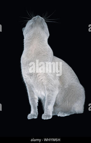 Blue Burmese Cat suchen auf schwarzem Hintergrund Stockfoto