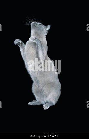 Blue Burmese Cat steht auf den Hinterbeinen auf schwarzem Hintergrund Stockfoto