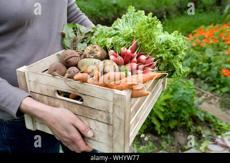 Mittelteil der Frau, die Kiste mit frisch geernteten Gemüse im Garten Stockfoto