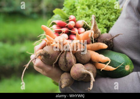 Nahaufnahme der Frau mit frisch geernteten Gemüse im Garten Stockfoto