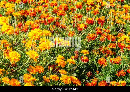 Französisches Ringelblumenbett, einjährige Pflanzen, gelb-orange Blüten, orangefarbene Ringelblumen-Bettwäsche Stockfoto