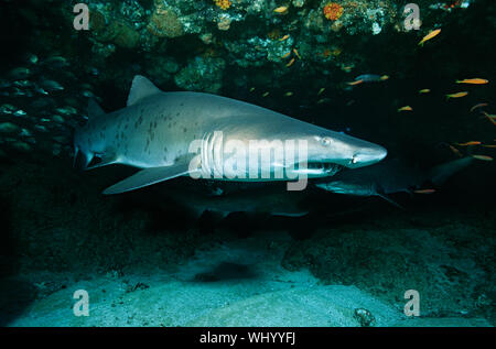 Aliwal Shoal, Indischer Ozean, Südafrika, Sand Tigerhai (Carcharias Taurus) in Höhle Stockfoto